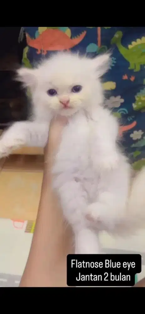 Kucing flatnose kitten