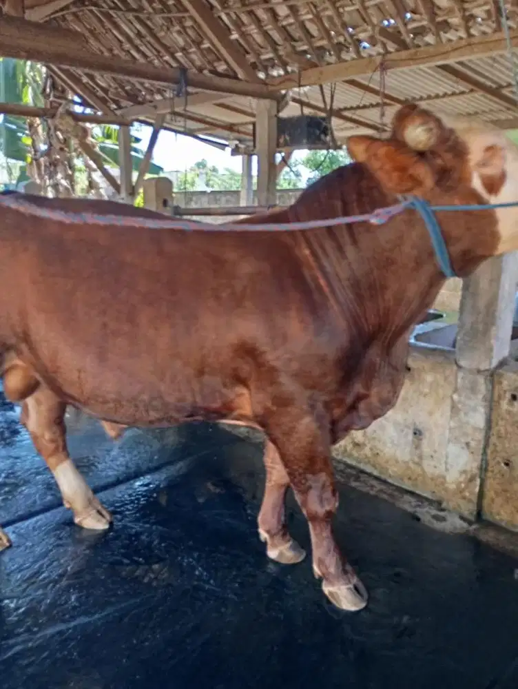 SAPI QURBAN JUMBO | SAPI KURBAN JUMBO