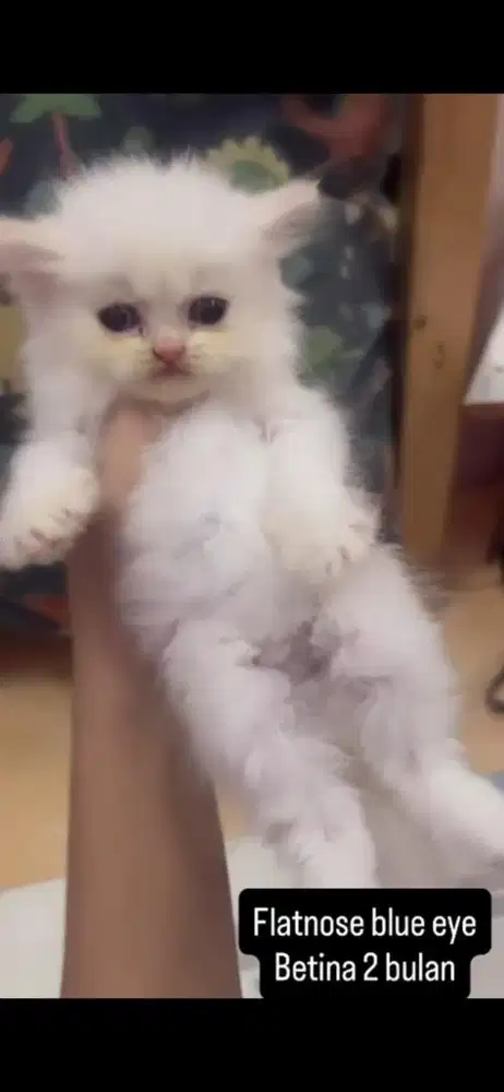 Kucing flatnose kitten