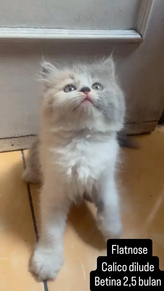 Kucing flatnose kitten