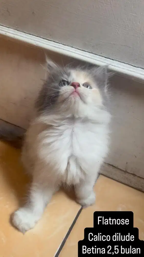 Kucing flatnose kitten