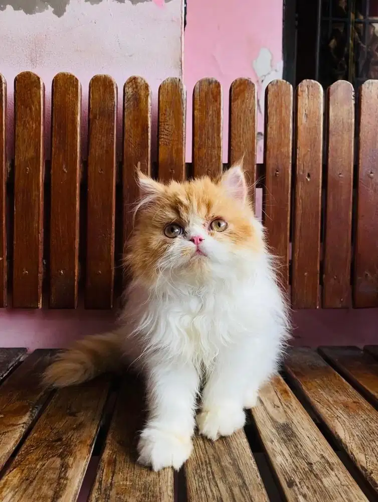 KITTEN PERSIAN LONGHAIR BULU KAPAS