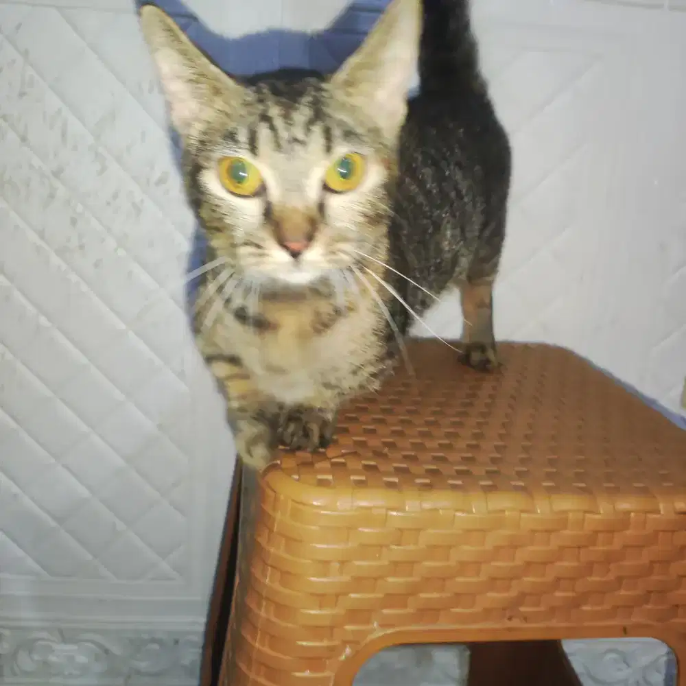 Kucing munchkin | bukan kucing persia | British shorthair