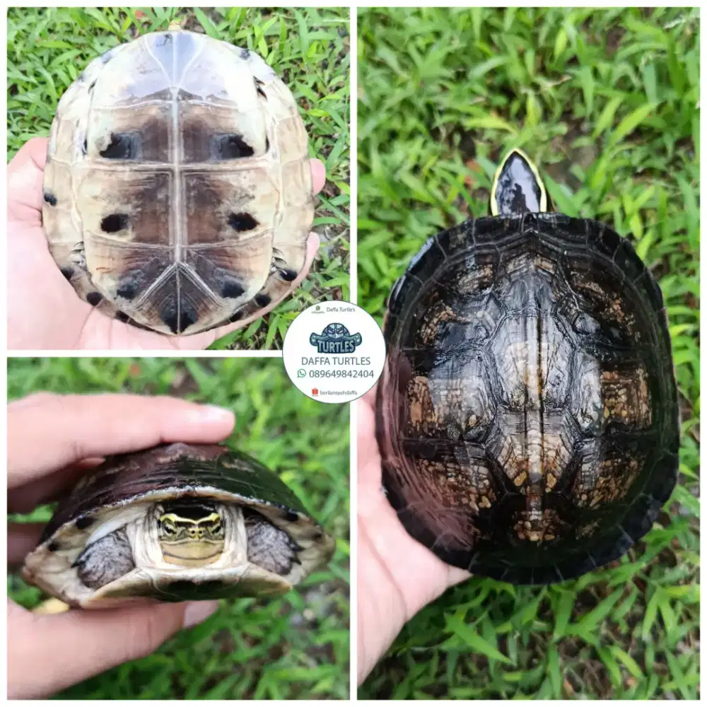 Kura kura ambon batok medium