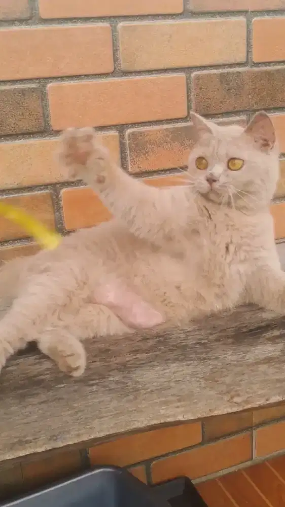 British shorthair betina proven