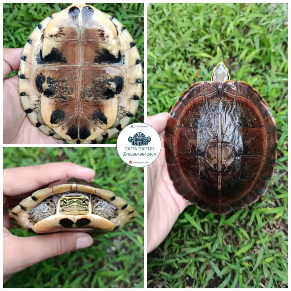 Kura kura ambon ceper medium