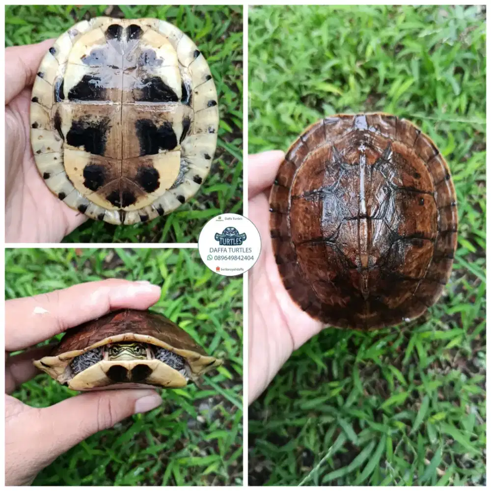 Kura kura ambon ceper medium