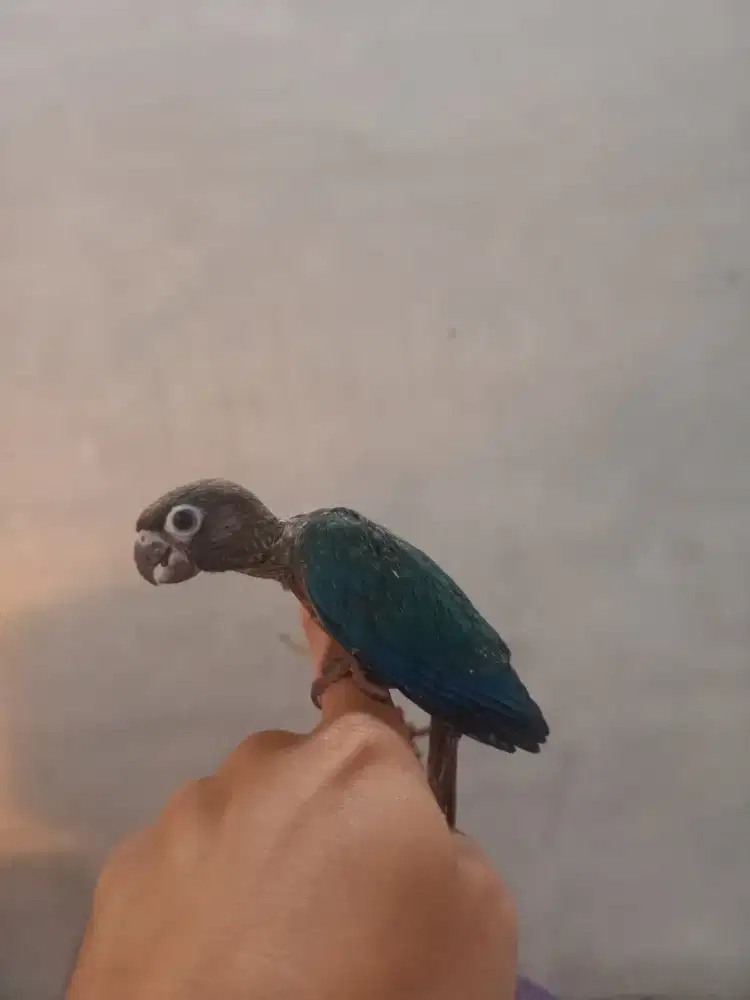 pineaple tourqois biru