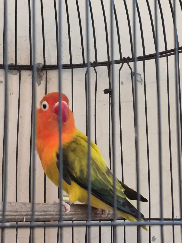 Love bird, Lovebird Biola, warna sesuai difoto, bio pb, bio euwing dll