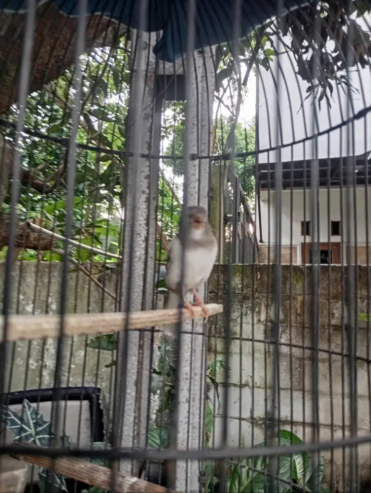 Burung kenari panda