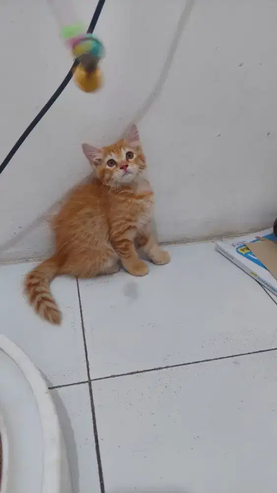 Kucing Persia bigbone