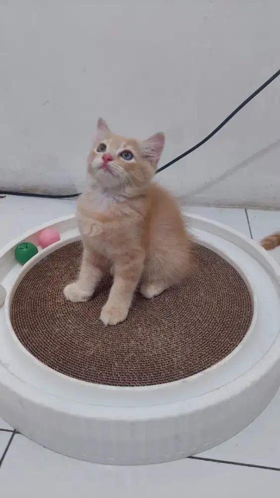 Kucing Persia Bigbone