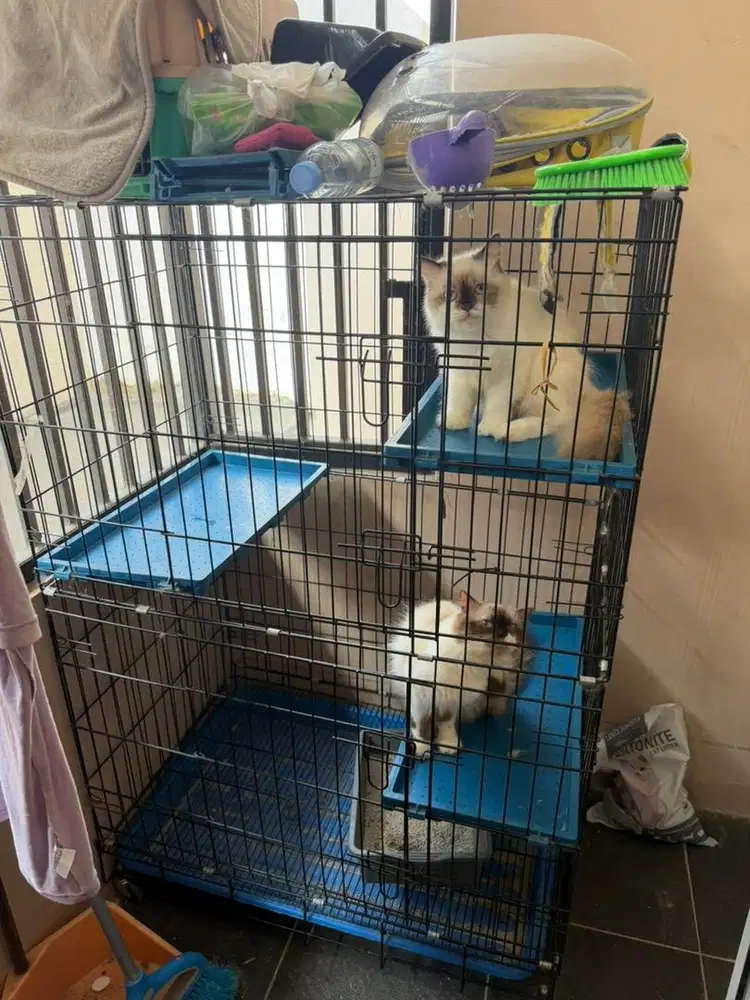 2 Kucing + Kandang 3 Lantai