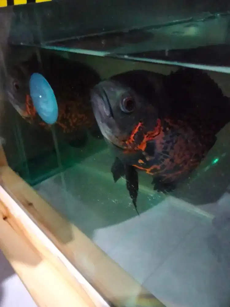 Bismillah siapa tau ada yang minat ikan oscar tiger uk 4 jari