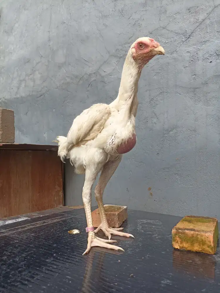 Ayam bangkok klasik jantan putih