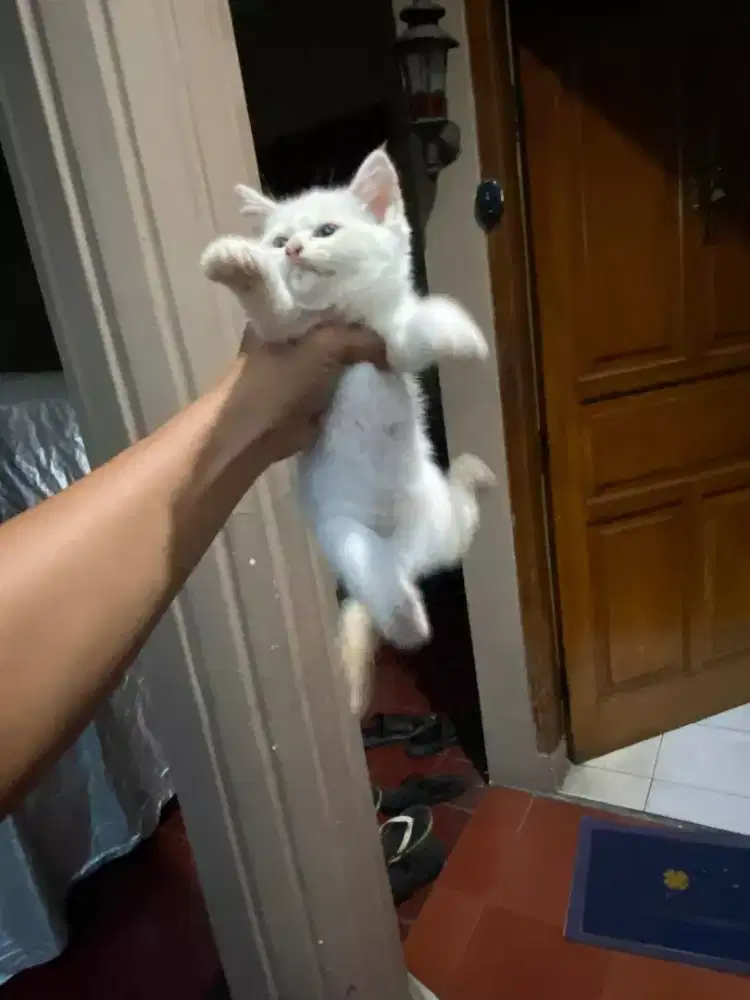 Kitten ragdoll 2 bulan