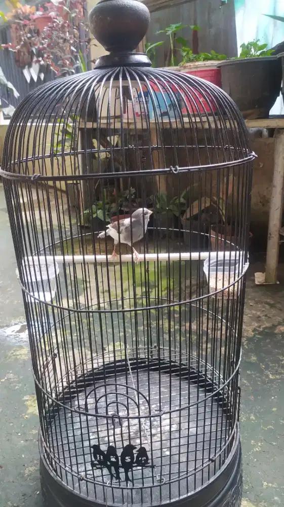 Burung Kenari Panda
