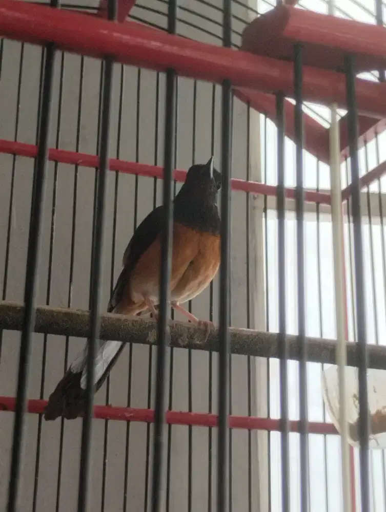 Jual burung murai batu betina