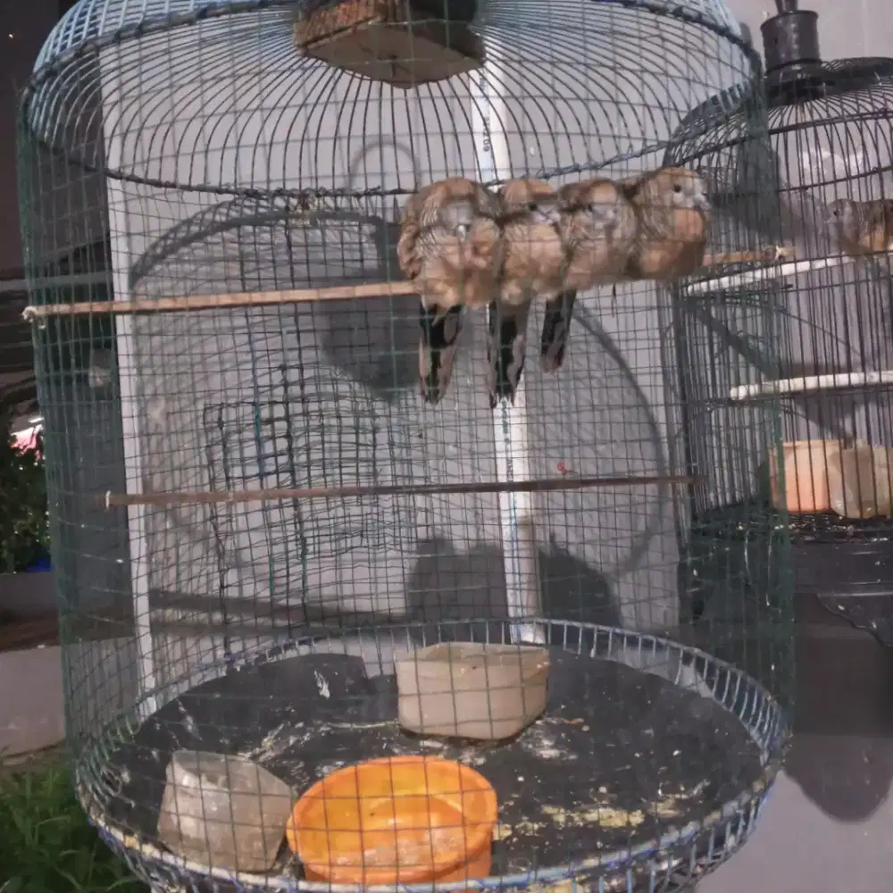 Jual burung perkutut