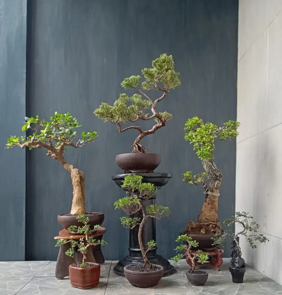 Mini bonsai cantik ada 7 pot