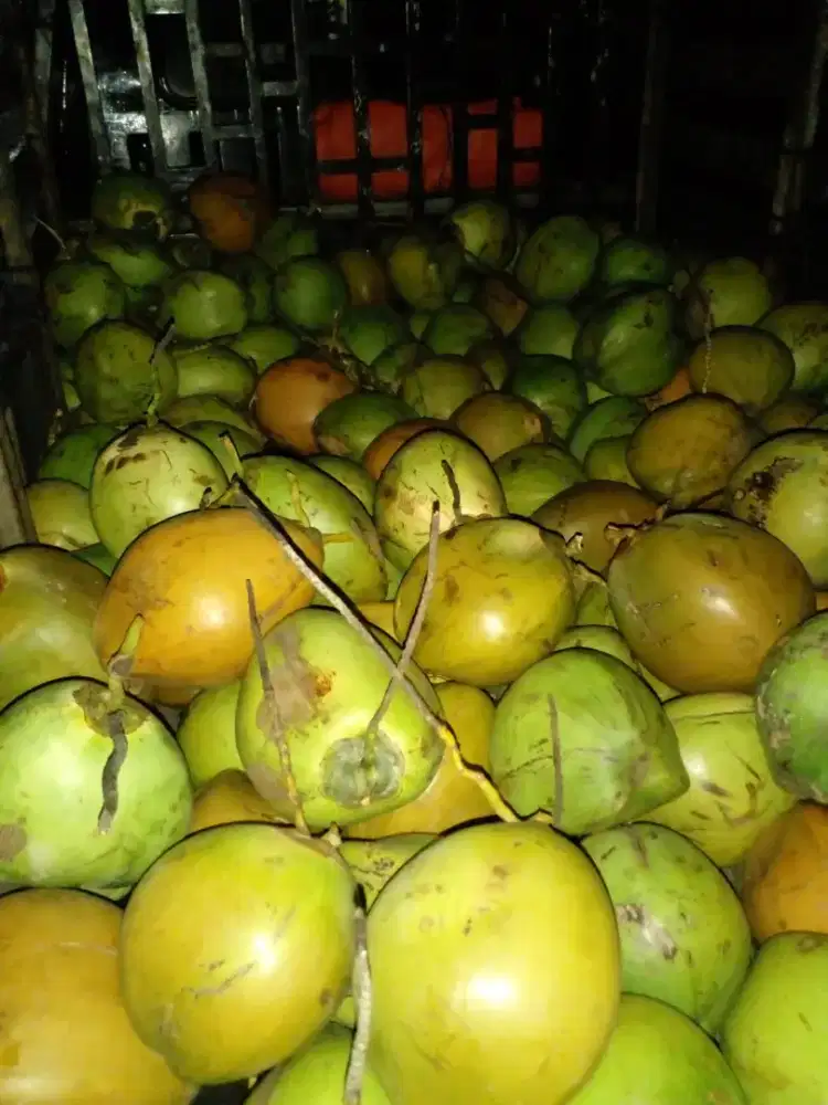 Jual Degan & Kelapa