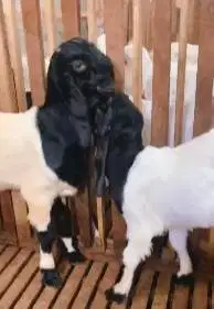 sepasang bakalan kambing etawa kaligesing 6 bulanan siap ternak manteb