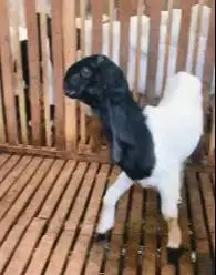 sepasang bakalan kambing etawa kaligesing 6 bulanan siap ternak manteb