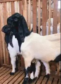 sepasang bakalan kambing etawa kaligesing 6 bulanan siap ternak manteb