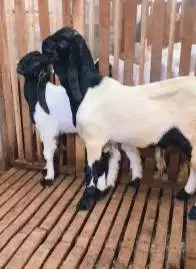sepasang bakalan kambing etawa kaligesing 6 bulanan siap ternak manteb