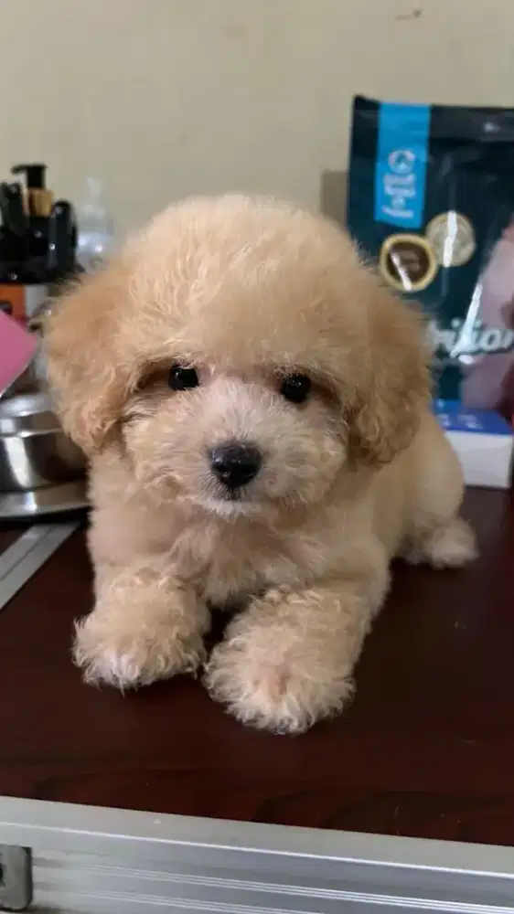 Poodle apricot jantan dan betina