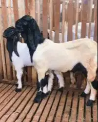 sepasang bakalan kambing etawa 6 bulanan ras kaligesing siap budidaya