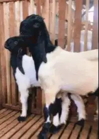 sepasang bakalan kambing etawa 6 bulanan ras kaligesing siap budidaya