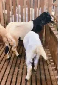sepasang bakalan kambing etawa 6 bulanan ras kaligesing siap budidaya