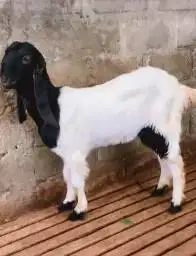 sepasang bakalan kambing etawa 6 bulanan ras kaligesing siap budidaya