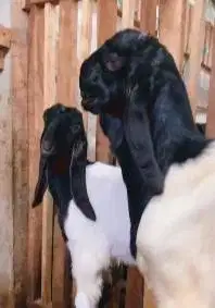 sepasang bakalan kambing etawa 6 bulanan ras kaligesing siap ternak ok