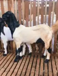 sepasang bakalan kambing etawa 6 bulanan ras kaligesing siap ternak ok