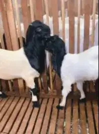 sepasang bakalan kambing etawa 6 bulanan ras kaligesing siap ternak ok