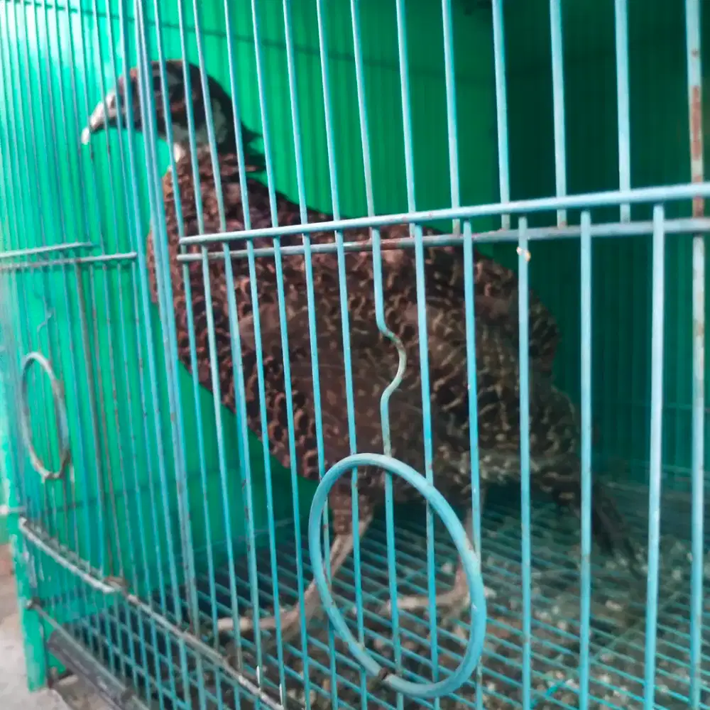 Ayam Hias Ringneck Pheasant Hijau