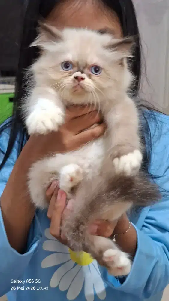 Kucing ragdol /kitten ragdol betina /kucing ragdol himalaya