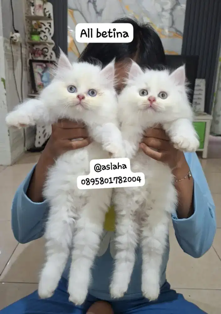 Anak kucing anggora/kitten persia betina/kucing rpersia betina