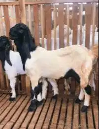 sepasang bakalan kambing etawa kaligesing 6 bulanan layak budidaya top