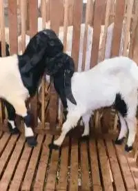 sepasang bakalan kambing etawa kaligesing 6 bulanan layak budidaya top