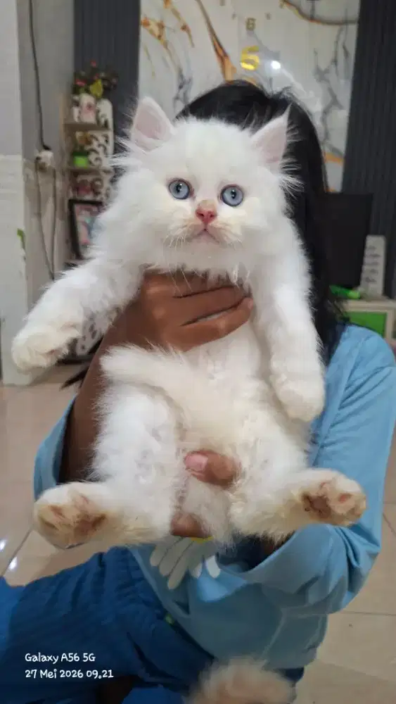 Anak kucing persia /kitten persia flatnose /kucing persia  jantan