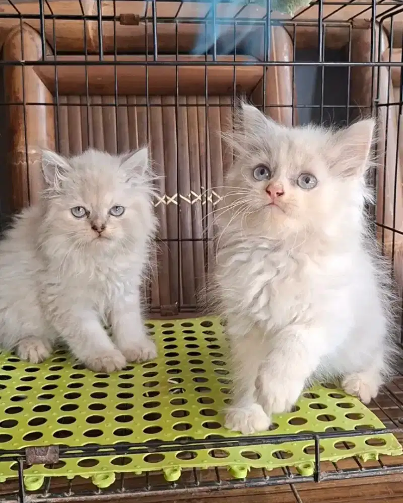 Anak kucing ragdol/kitten persia jantan/kucing persia jantan