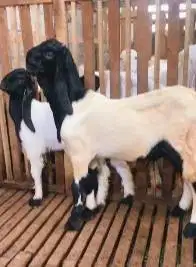sepasang bakalan kambing etawa kaligesing 6 bulanan budidaya prospek