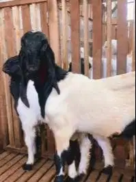 sepasang bakalan kambing etawa kaligesing 6 bulanan budidaya prospek
