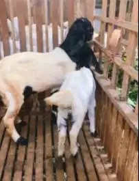 sepasang bakalan kambing etawa kaligesing 6 bulanan budidaya prospek