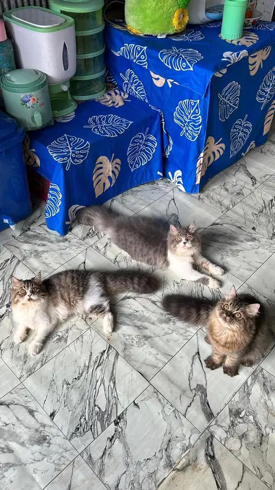 Kucing Persia mix Bigbon 4 Bulan