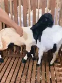 sepasang bakalan kambing etawa kaligesing 6 bulanan siap ternak manteb