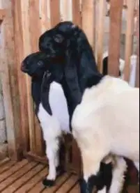 sepasang bakalan kambing etawa kaligesing 6 bulanan siap ternak manteb